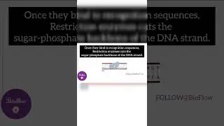 DNA Restriction/ ECoR1 restriction endonuclease enzyme/ DNA Replication/ Cell Division/ Biology