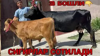 ЖАХОНГИР ДАН 3 БОШЛИ БОЛЛАРИ ЯНГИ РУЗГОРБОБ АРЗОН НАРХЛАРИ СИГИРЛАР СОТИЛАДИ SIGORLAR 26 августа 202