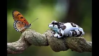 Facts about Amazon Forests