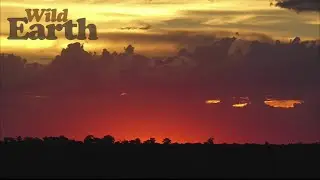 WildEarth - Sunrise Part 2 - 26 January 2021