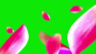 Huge Rose Petals Falling Green Screen