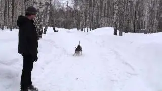 Максимка на прогулке 2015.03.15