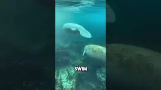 Manatee season in Silver Springs was absolutely magical this year! See manatee from our clear kayaks