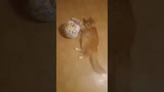 Золтон 🐈🐈🐈леньтяй.