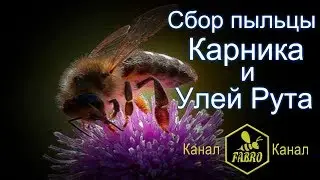 Сбор пыльцы Карника Улей Рута - Иван Фабро
