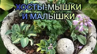 Хосты-мышки и малышки 2023! Часть 4. Обзор
