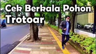 Untuk Keamanan Pejalan Kaki Semoga Pohon-Pohon di Trotoar Ini Selalu di Cek Dinas Terkait
