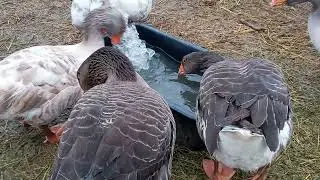 #гуси