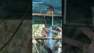 Monkey Family playing #funny #video #climbing #monkeydance #song #rhymes #gujjuinhongkong #park #zoo