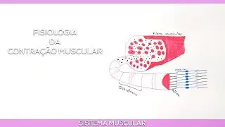 Physiology of Muscle Contraction