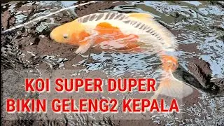 Waow....! Indukan Koi Siap Pijah Bikin Geleng2 Kepala