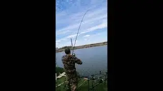 Сом 24 кг. Ловля сома.