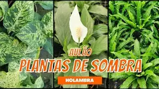 AULÃO sobre PLANTAS DE SOMBRA visitando o Sítio Brumado
