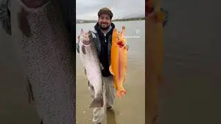 Doğada çok nadir bulunan sarı alabalık #fishing #carpfishing #alabalık #carp #fish #alabalıkaı