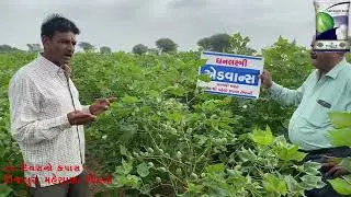 મહેસાણામાં ધનલક્ષ્મી એડવાન્સ કપાસ ૮૫ દિવસે