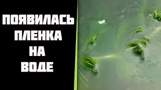 Три дня с запуска моего аквариума. Появилась пленка.