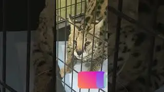 Приехал на лечение Сервал. 