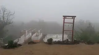 Весна в Чили/ цветы