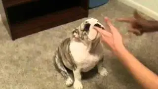 English Bulldog Puppy Goes 
