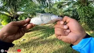 Hampala Dan Peacock Bass (||EP051)