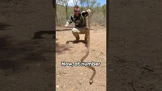 Top 5 Most Venomous Snakes  #top5 #VenomousSnakes #DeadlyReptiles #Countdown #SnakeFacts #Wildlife