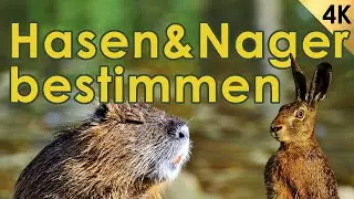 Hasenwild und Nager bestimmen - Jägerprüfung