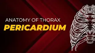 Pericardium: Thoracic Anatomy with BD Chaurasia