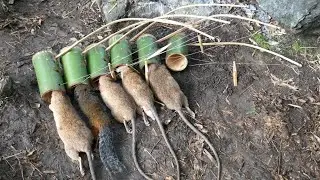 I got many rats from the forest by using my traditional technical skills episode 33