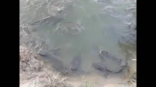 Рыбалка на поплавок 2022😉не |Float fishing_strong fish_मजबूत मछली 2022 钓鱼，别忘了订阅.(2)(3)(4)(2)