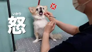温厚なチワワがトリミングサロンでブチキレた様子がこちらです