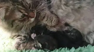 Huntress' Kittens