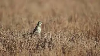 Bailarín Chico (Anthus correndera)