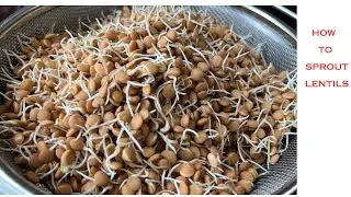 How to Sprout Lentils|Masoor sprouts