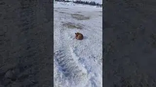 смелая лиса, север