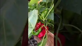 ✍️заметка на будущий сезон
