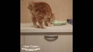 Котята курильский бобтейл. Поел сам накорми друга.