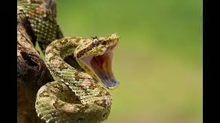 Scary Snake Pop Up 3
