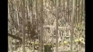 mis pájaros