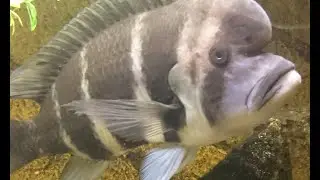 Frontosa Cichlid in action
