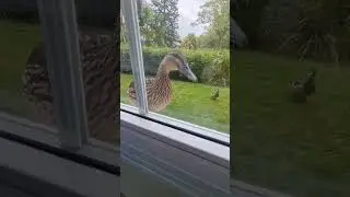Friendly Ducks Surpise Us at the Hotel Window! #duck  #funny  #adorable