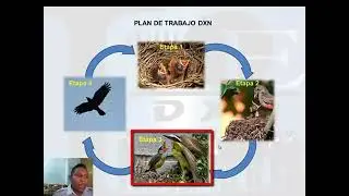 PLAN DE ACCIÓN DXN - Triple Diamante Jorge Ivan Quintero