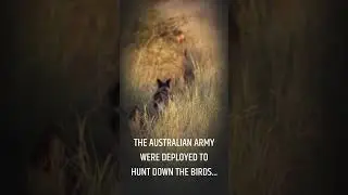 Will the birds rise again??? Comment Below 👇🏽👇🏽👇🏽 #shorts #war #history #facts