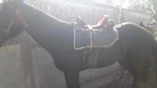 Сокулук Ат базар.Кыргызстан🇰🇬