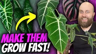 Alocasias I Transitioned from Soil to Leca | 6-Month Update | Passive Hydro