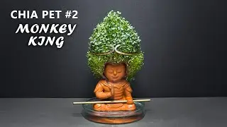 Growing Chia Seeds Time Lapse  - Chia Pet #2 Monkey King