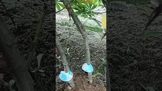Mandioca vassourinha quase no ponto de colheita
