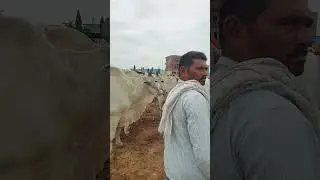Biggest Bulls market in Telangana | Pebbair Bulls market #youtubeshorts #ytshortsindia #
