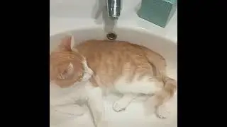 Водоплавающий Миша🌊