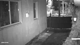 В Днепре стая бездомных собак напала на девушку