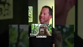 Who Is Right Here? Crazy Copyright Dispute
